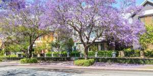 Jacaranda trees blooming in front of townhouses in the suburb of Subiaco in Perth,Western Australia.