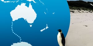 Emperor penguin swims to Australia in longest recorded journey