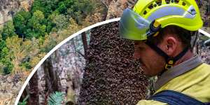 A NSW National Parks and Wildlife Service firefighter amid some of the Wollemi pines he helped. 