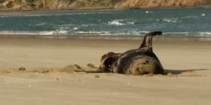 Did a seal eat your holiday pics? A New Zealand scientist wants to know
