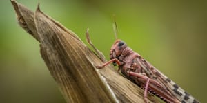 Somalia appeals for funding as locust plague declared emergency