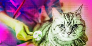 A dismal work placement at a veterinarian clinic convinced me that I would never become a vet.