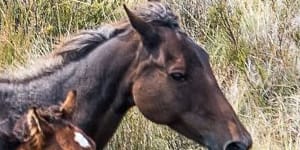 Feral horse numbers in the Kosciuszko National Park will be reduced substantially under a new government management plan.