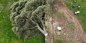 NORTHUMBERLAND,ENGLAND - SEPTEMBER 28:In this aerial view the ‘Sycamore Gap’ tree on Hadrian’s Wall lies on the ground leaving behind only a stump in the spot it once proudly stood,on September 28,2023 northeast of Haltwhistle,England. The tree,which was apparently felled overnight,was one of the UK’s most photographed and appeared in the 1991 Kevin Costner film “Robin Hood:Prince Of Thieves.” (Photo by Jeff J Mitchell/Getty Images)