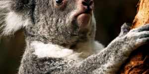 The koala is an endangered species in NSW,Queensland and the ACT.
