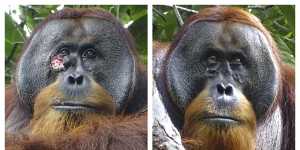 Rakus,a wild male Sumatran orangutan two days before he applied chewed leaves from a medicinal plant to his wound,left,and two months after,when his facial wound was barely visible. 