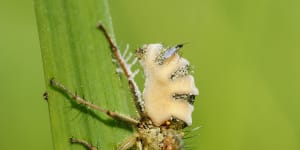 The fungus kills the fly and then grows out of its abdomen.