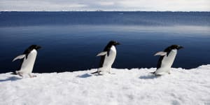 Adélie penguins marching in step.