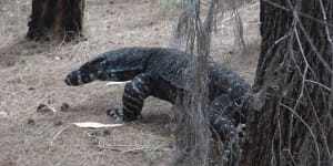 Man bitten by goanna in Whitsundays,victim's dog killed in attack