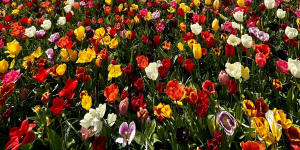Amsterdam’s tulip season runs from late March to mid-May.