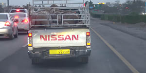 Australian sheep crammed into the back of a ute in Oman.