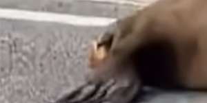 Sammy the seal steals the show at Anthony’s Nose.