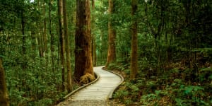 Walking on Sunshine (Coast):Kondalilla Falls National Park.