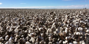 CSIRO factored in the planting of 150,000 hectares of cotton to maximise the potential of the scheme,but it still failed to justify its building costs.