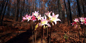 Flowers bloom from the burnt landscape outside Flowerdale,seven weeks after Black Saturday.