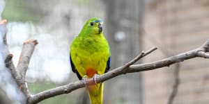 Orange-bellied parrots are one of Australia’s rarest bird species.