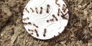 ‘We’re losing the war’:Fire ants on the march amid shortfall in eradication funding