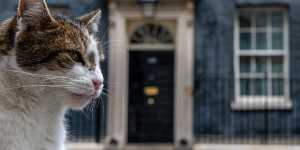 Why Larry the cat of 10 Downing Street wishes Starmer hadn’t won the election