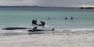 Rescuers in race against time to save stranded whales