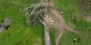 In this aerial view the ‘Sycamore Gap’ tree on Hadrian’s Wall lies on the ground leaving behind only a stump in the spot it once proudly stood.