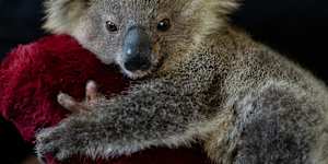 An orphaned eight-month-old koala found wandering alone near South West Rocks on the southern edge of the Great Koala National Park. There are 12,000 koalas living in the state forests that will become national park.