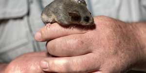 A handful of mountain pygmy possums have been translocated to Lithgow in the hopes of saving the population.