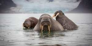 Three walruses swimming in Svalbard. 