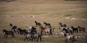 Many factors have allowed feral animals to flourish,pushing much of Australia’s native flora and fauna to the brink.