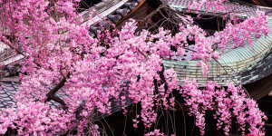 Cherry blossoms in Gion. 