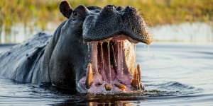 Hippos are blamed for killing many in Africa.