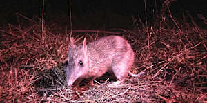 Back from the brink:the eastern barred bandicoot.