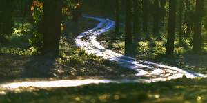 Forest regrowth at Wairewa.