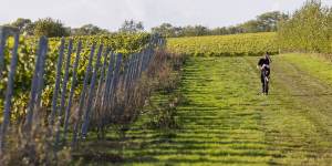 A worker walks between vines at the end of the day’s picking at a vineyard in Maidstone,UK.