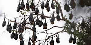 The flying fox colony has set up home along Narellan Creek in Harrington Park.