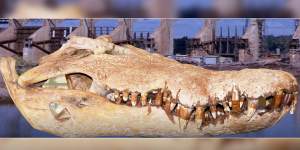 Kununurra croc skull back in safe hands after 72-hour search