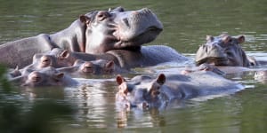 Colombia proposes new way to tackle hippo problem left by Pablo Escobar