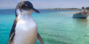 $3 million penguin centre ditched as WA population plummets