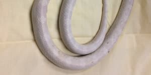 Exotic snakes smuggled into Queensland ‘pose risk to human life’