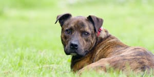 A staffordshire terrier,not the dog involved in the fatal attack.