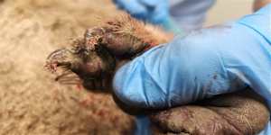 Koroit man arrested over alleged ‘senseless’ cruelty against koala