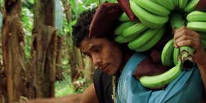 A worker carries freshly harvested bananas on a plantation owned by Chiquita Brands near Siquirres,Costa Rica.