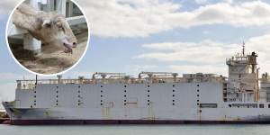 Awassi Express live exports sheep Emanuel Exports trial main picture Western Australia. Pictures:Supplied
