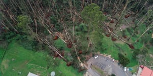 Massive trees fell like ninepins near Mount Dandenong Primary School. 