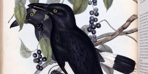 Currawongs illustrated by Elizabeth Gould.