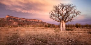 Boabs are also revered by Indigenous communities as wise spirits,that are treated with deep respect.