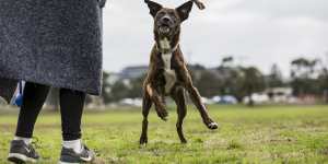 Ruby and her owner Kate frolic in the open space Footscray Park on Saturday. 