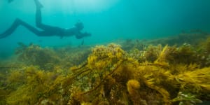 Marine Ranger Jack Dowson takes and audit of marine life and habitat on reef near Point Nepean. 17th February 2023. Photo by Jason South