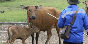 Bali records ‘zero’ foot and mouth but experts say disease lurks