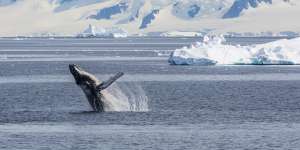 An adult humpback whale breaching in the Gerlache Strait,Antarctica.