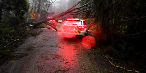 A fallen tree delays emergency service workers in Olinda.